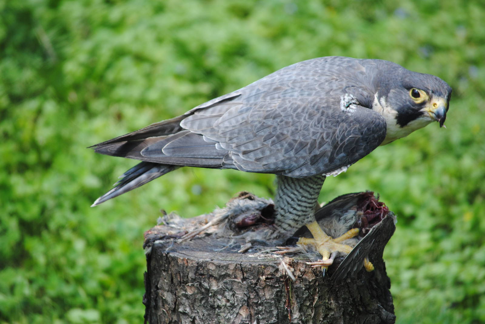 Peregrine Falcon