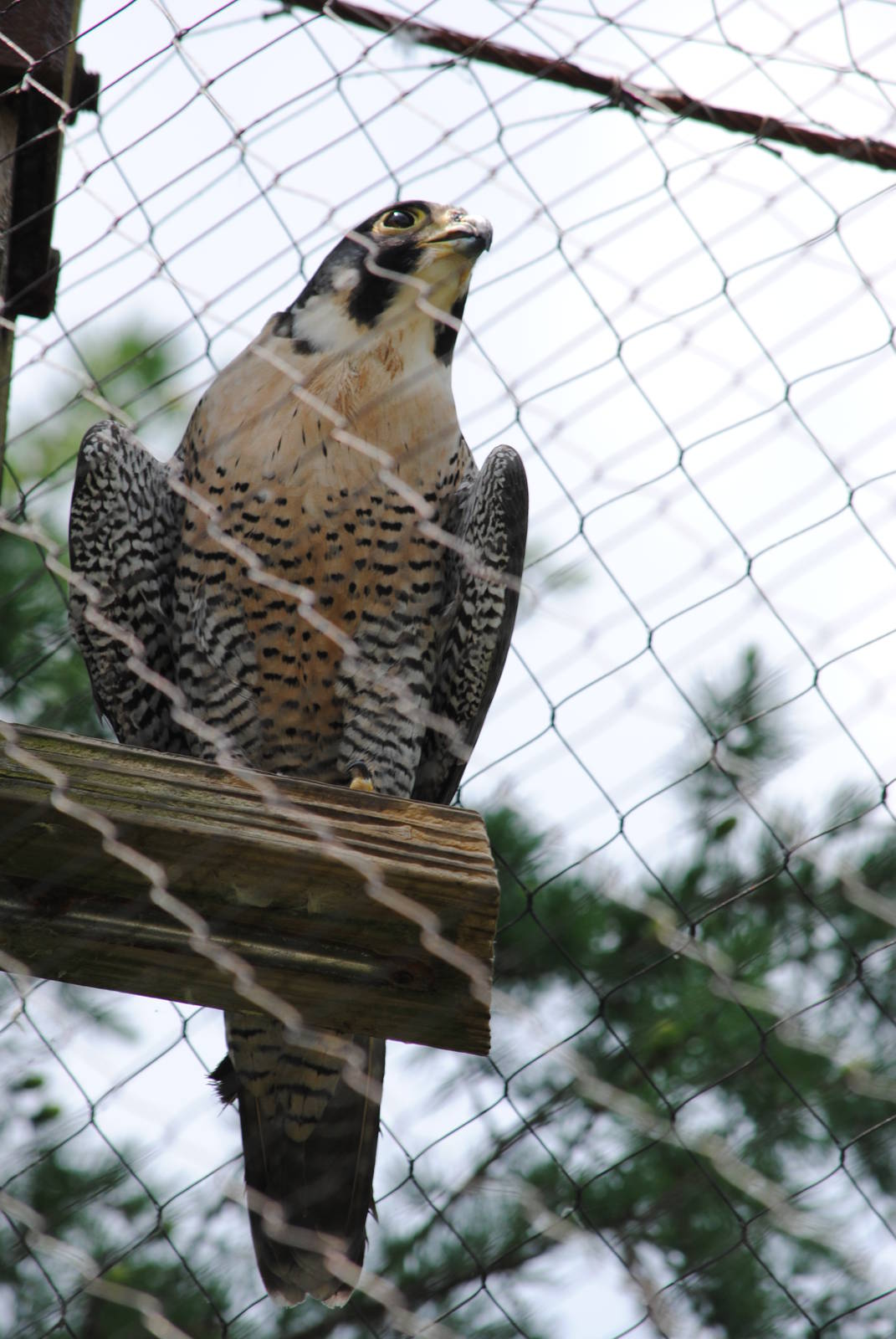 Peregrine Falcon