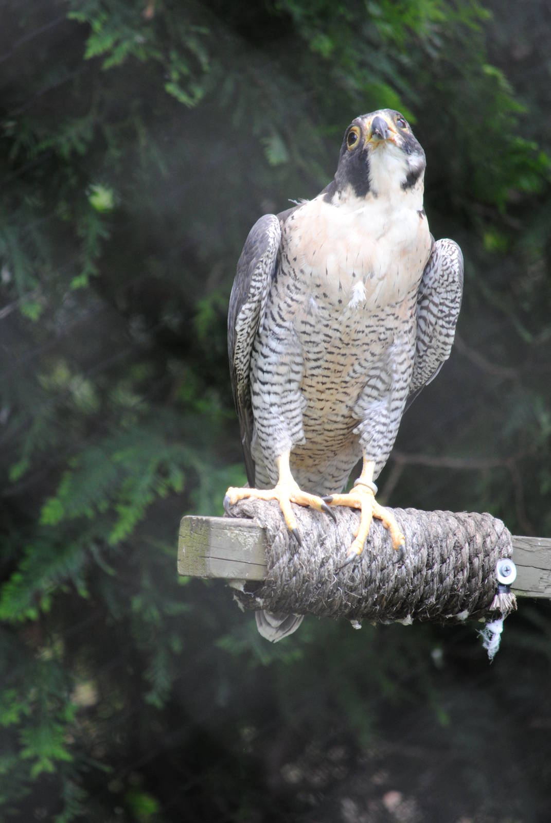 Peregrine Falcon