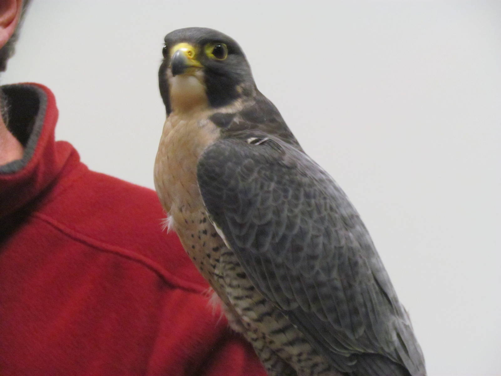 Peregrine Falcon