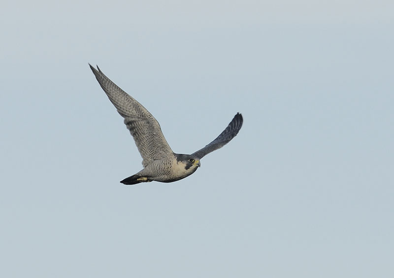 Peregrine falcon