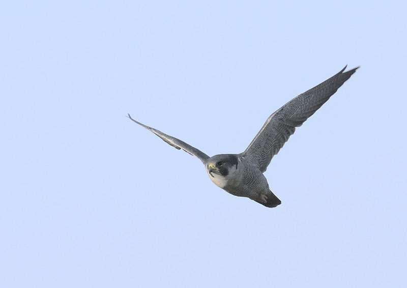 Peregrine falcon