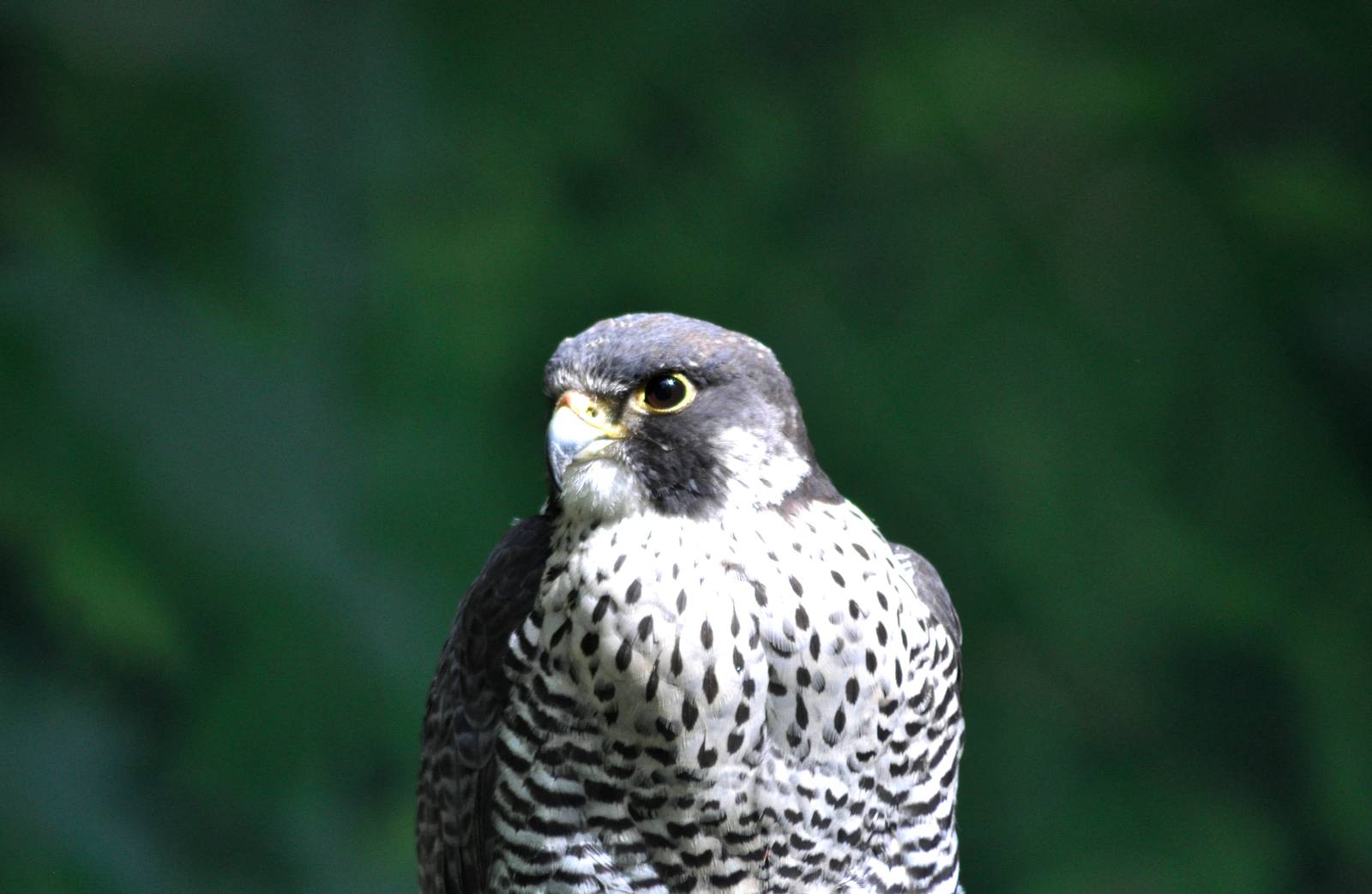 Peregrine Falcon
