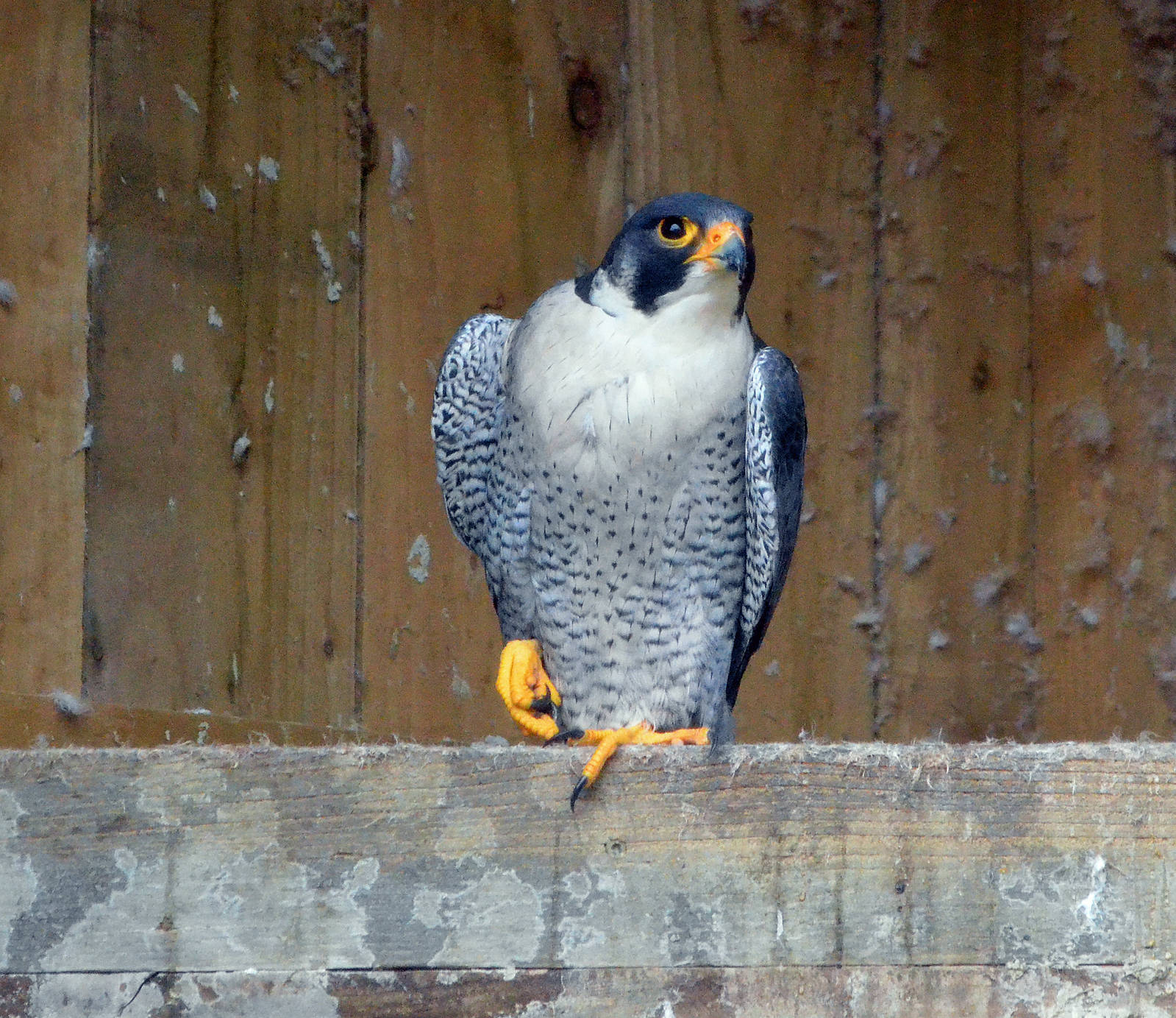 Peregrine falcon