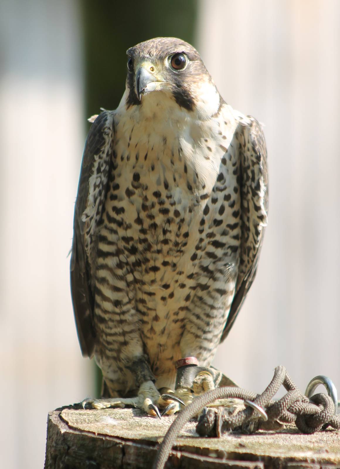 Peregrine falcon