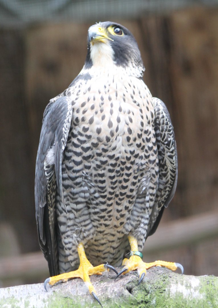 Peregrine falcon