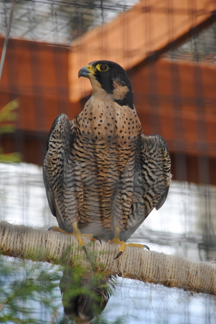 Peregrine Falcon