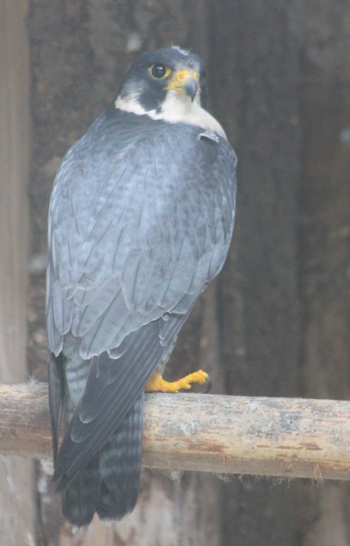 Peregrine falcon