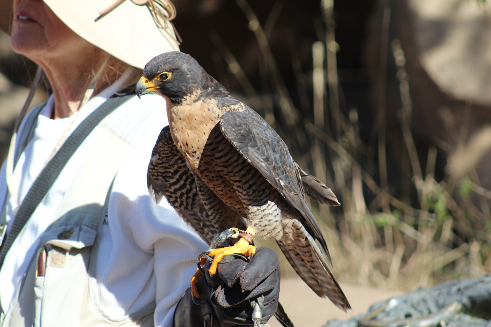 Peregrine Falcon