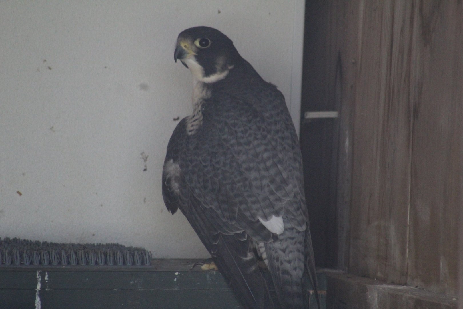 Peregrine Falcon