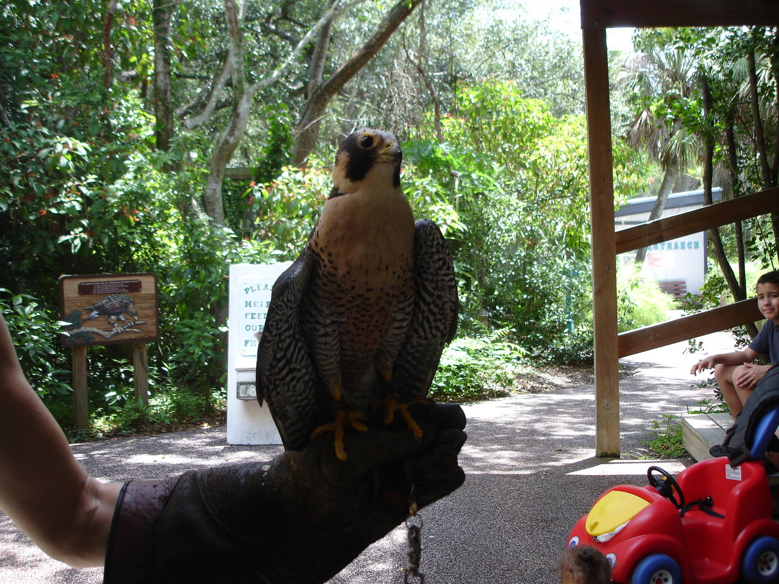 Peregrine Falcon