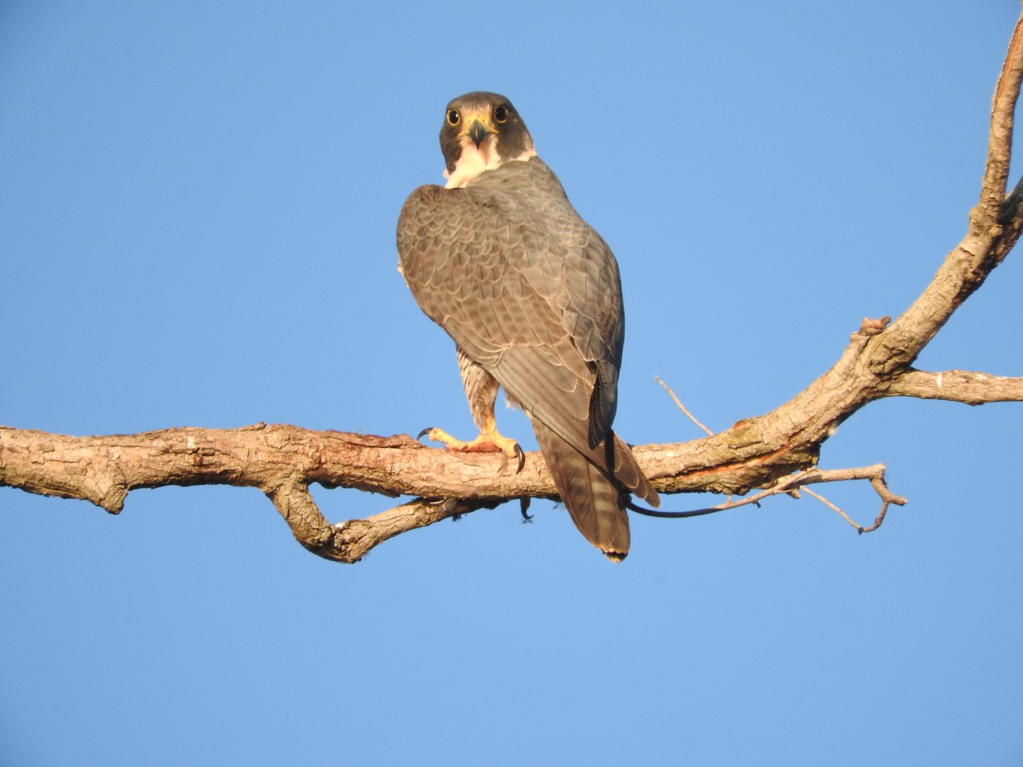 Peregrine Falcon