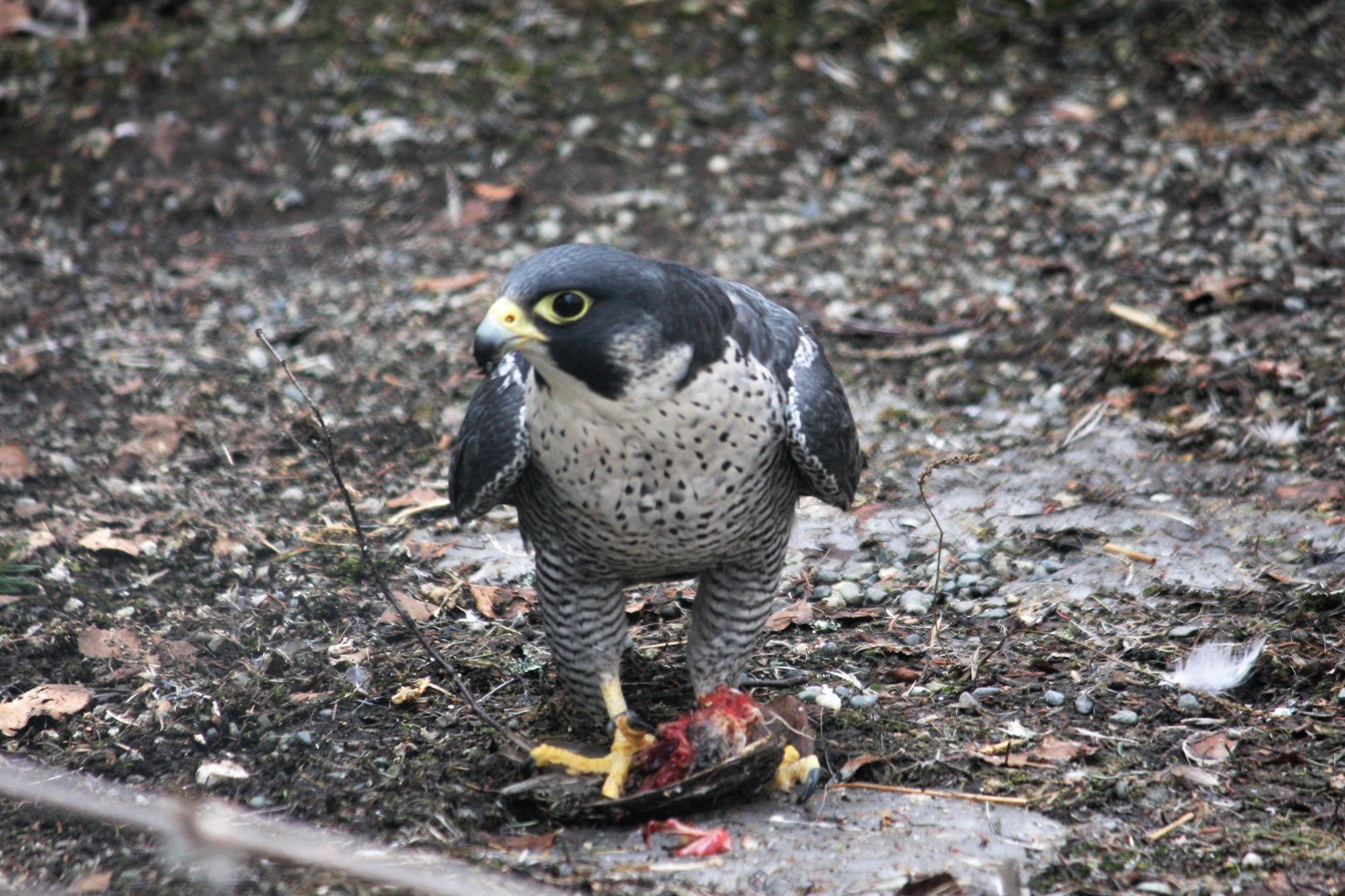 Peregrine Falcon