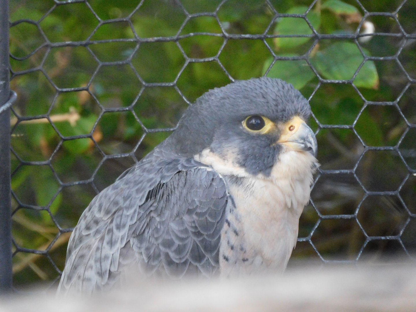 peregrine falcon