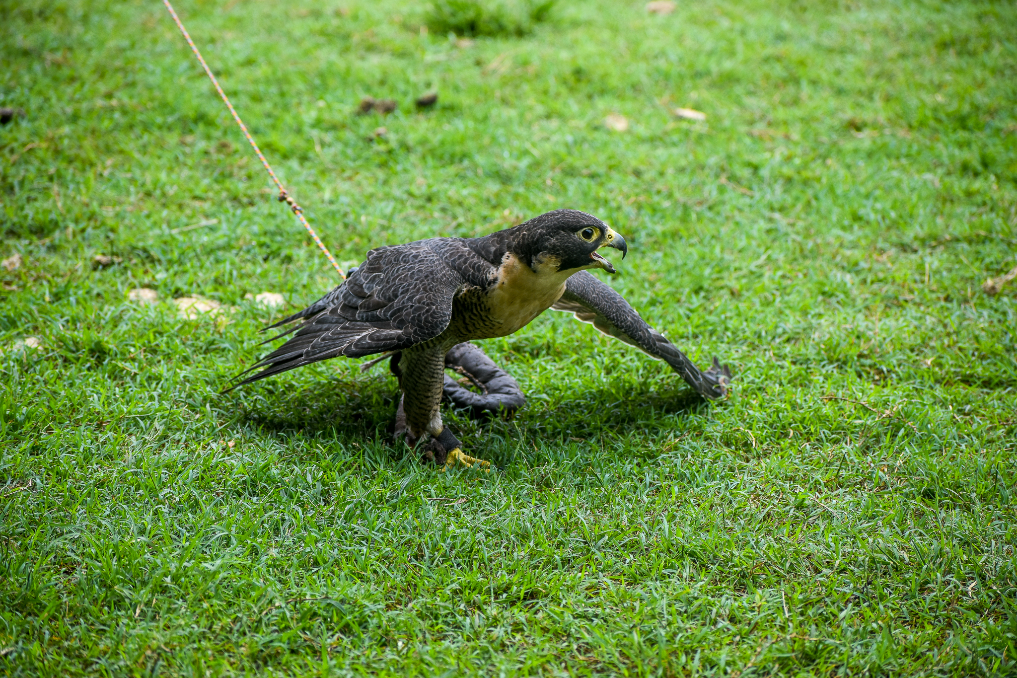 Peregrine Falcon