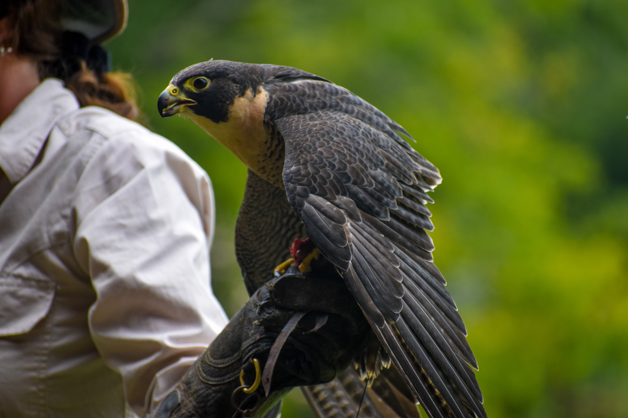 Peregrine Falcon