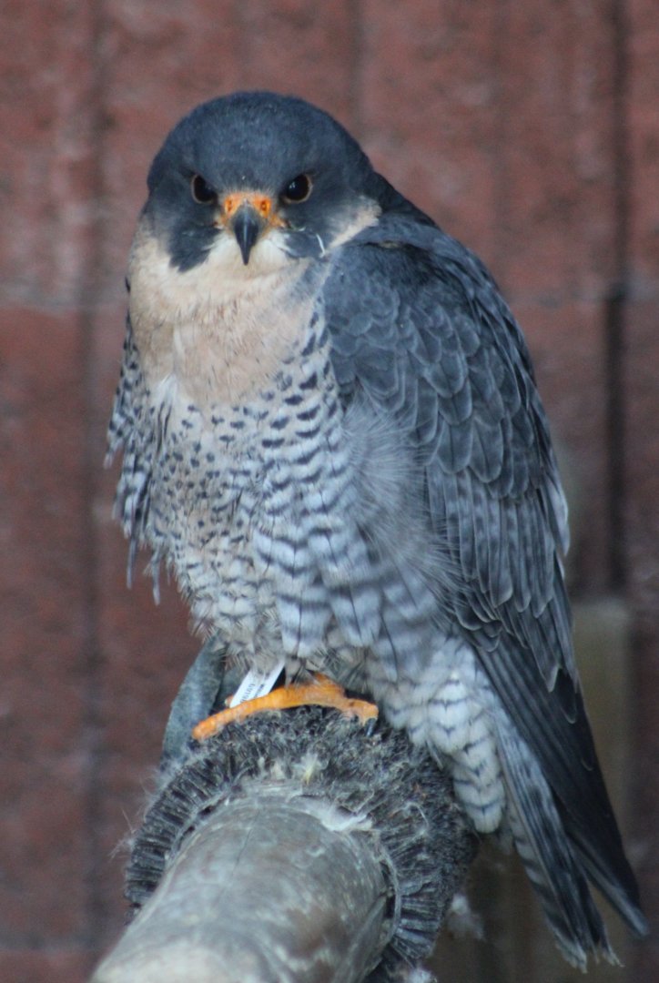 Peregrine falcon