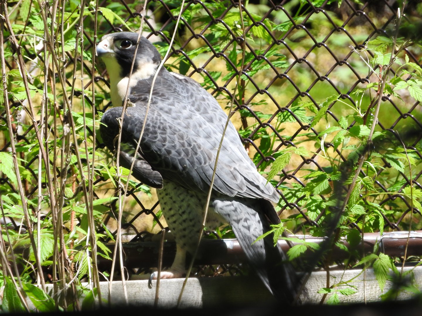 Peregrine Falcon