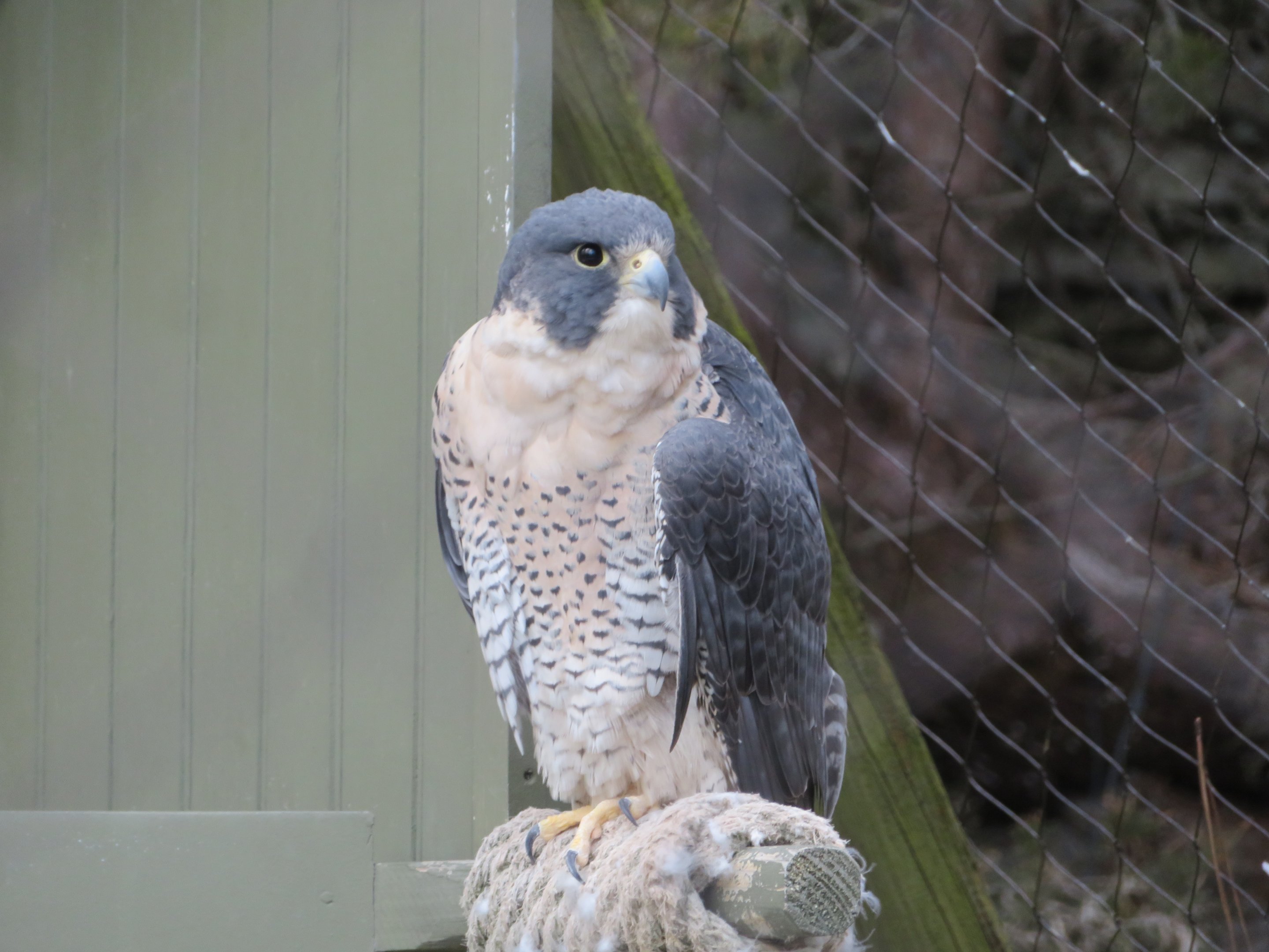 Peregrine Falcon