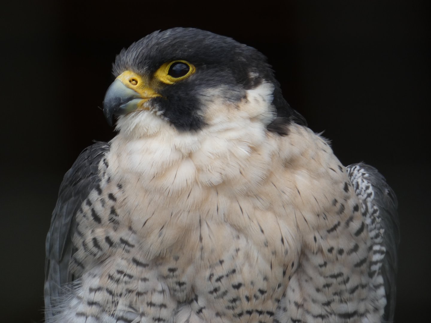 Peregrine falcon