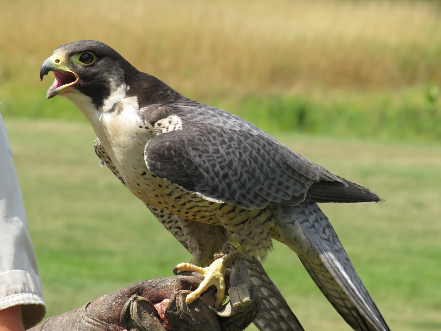 Peregrine falcon