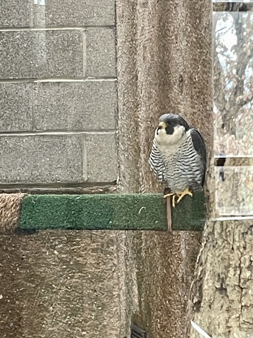 Peregrine Falcon