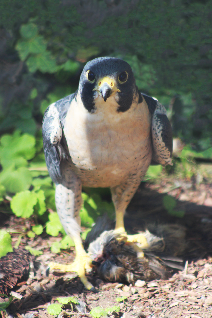 Peregrine Falcon