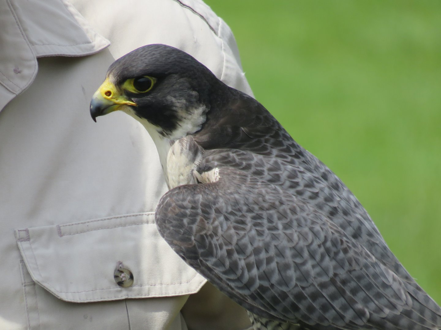 Peregrine falcon