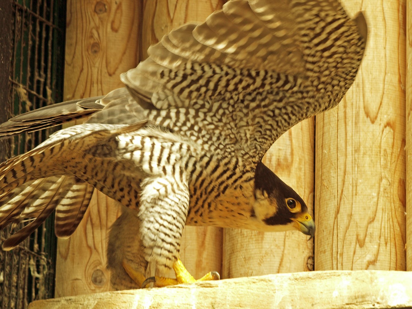 Peregrine falcon