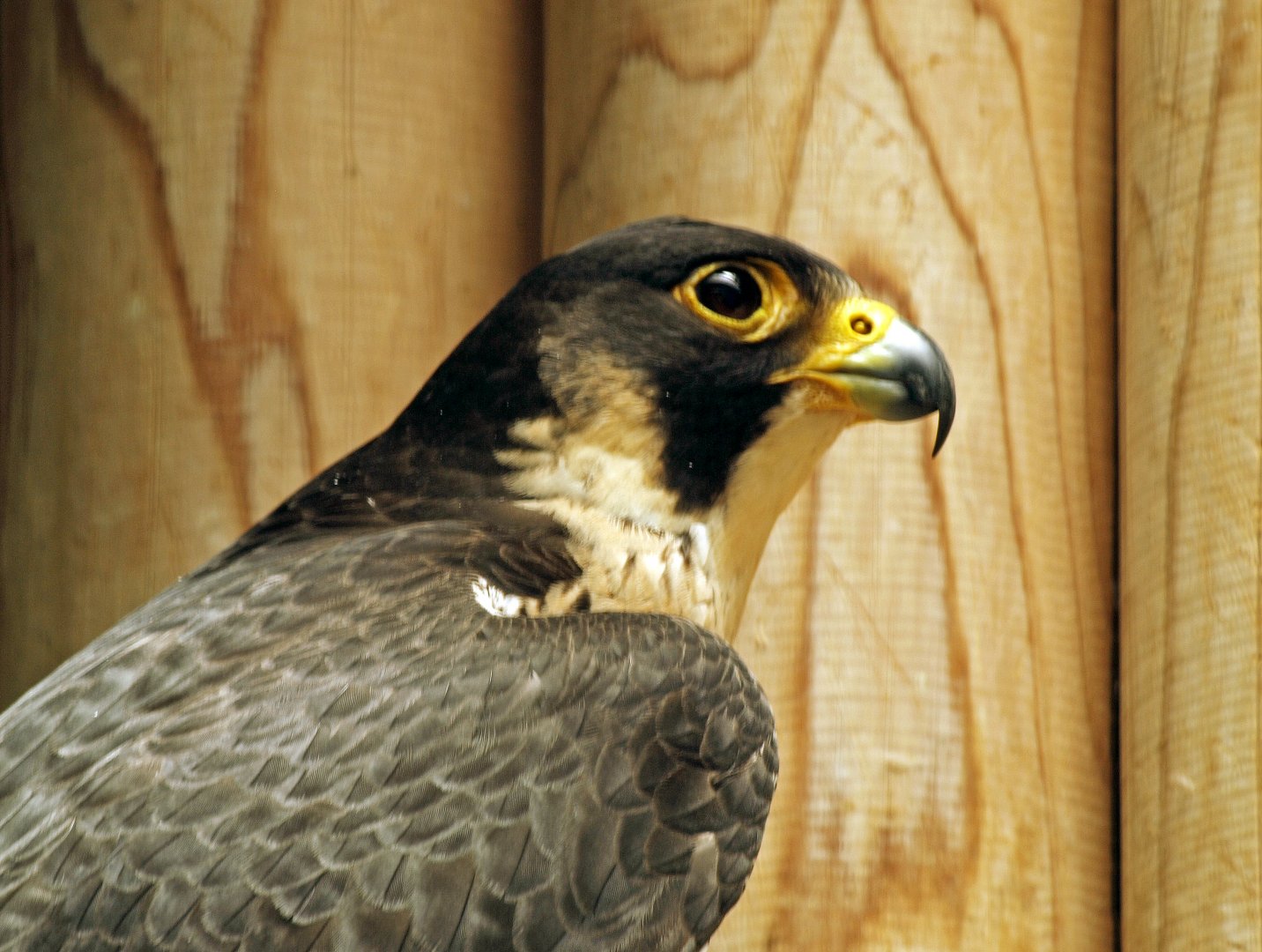 Peregrine falcon