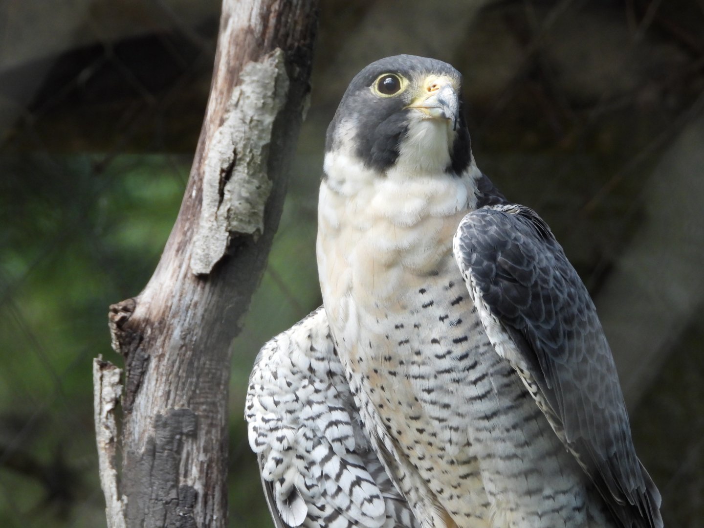 Peregrine falcon