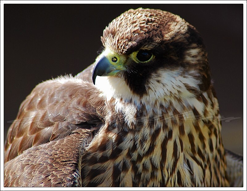 Peregrine Falcon