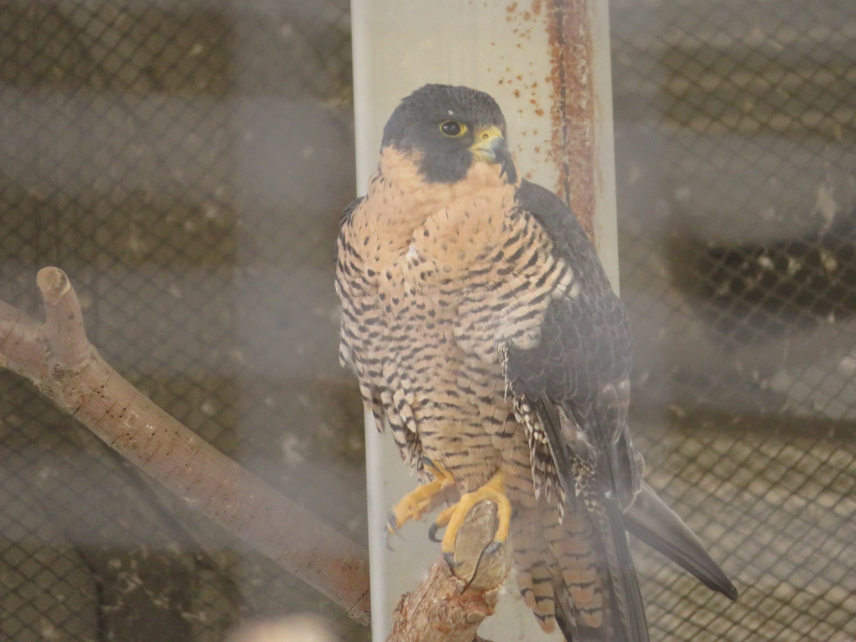 Peregrine Falcon
