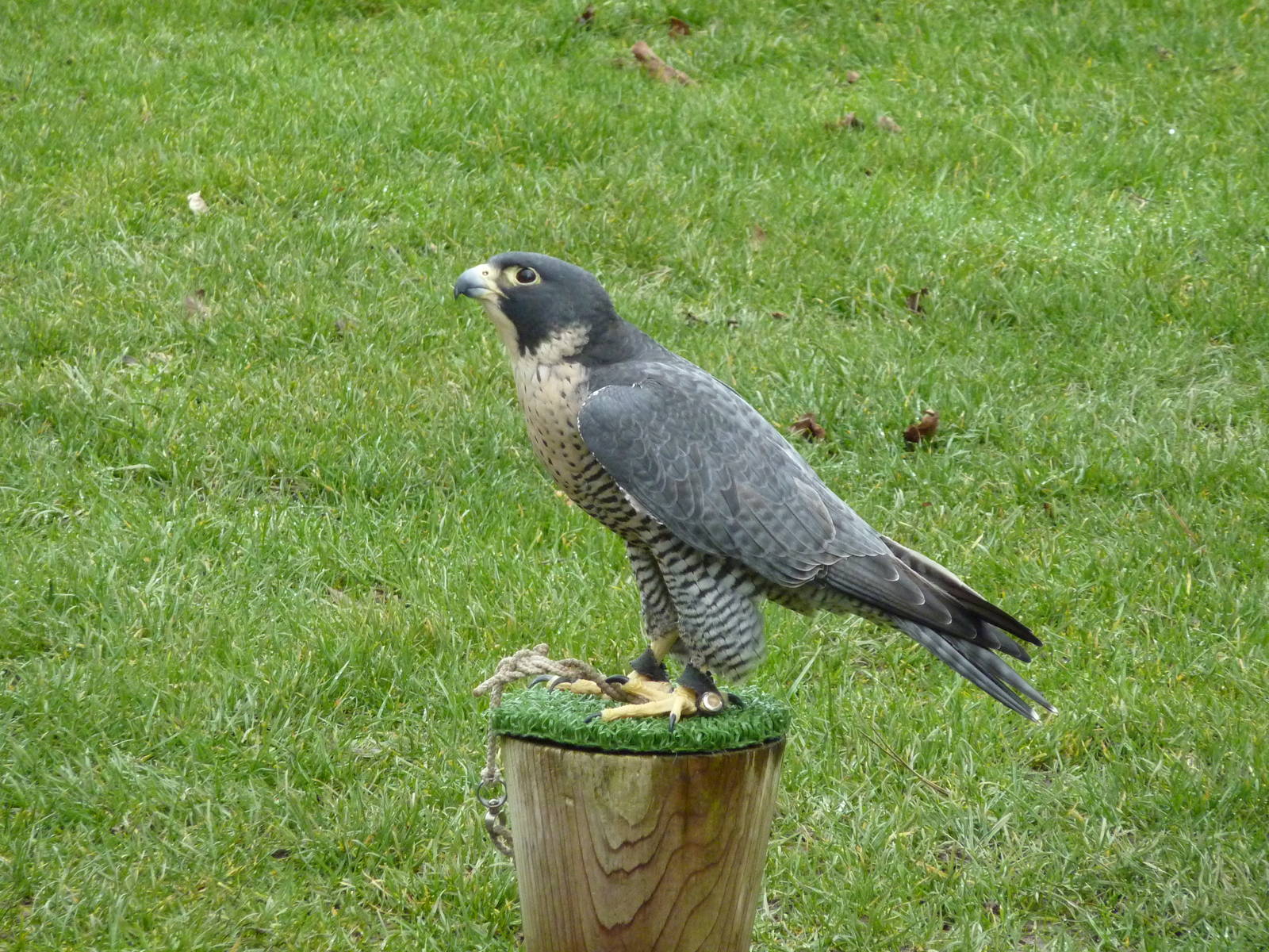 Peregrine Falcon