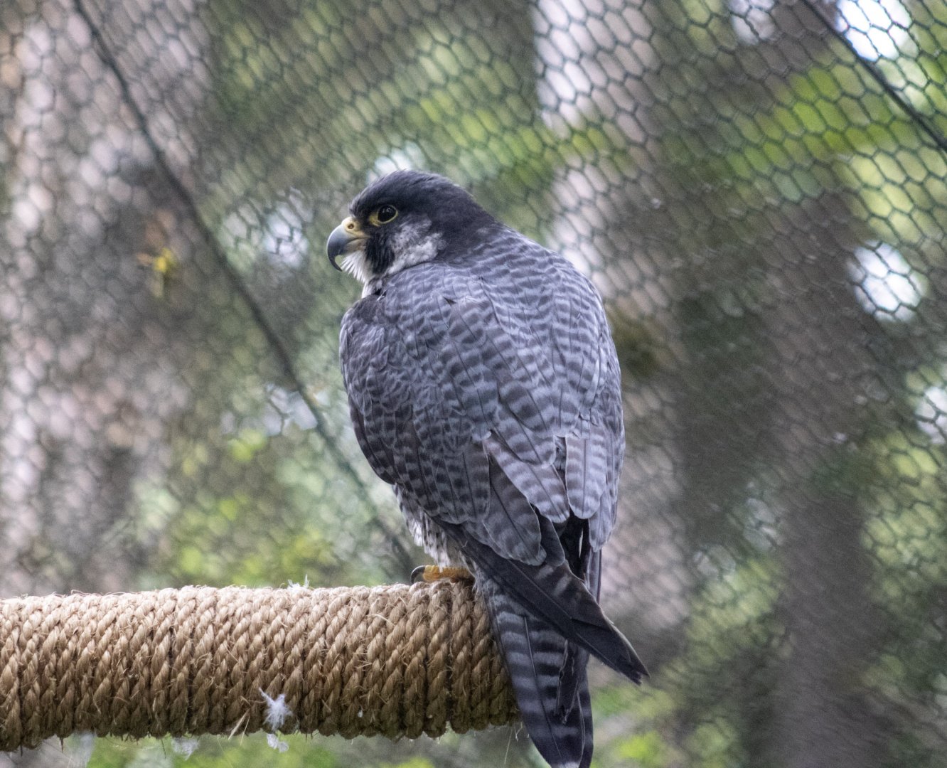 Peregrine Falcon