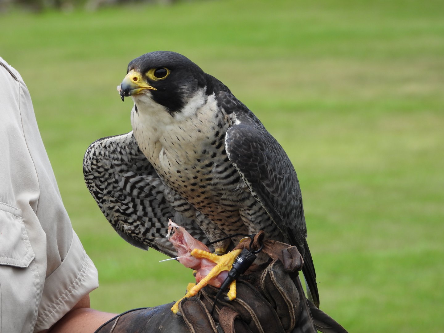 Peregrine falcon