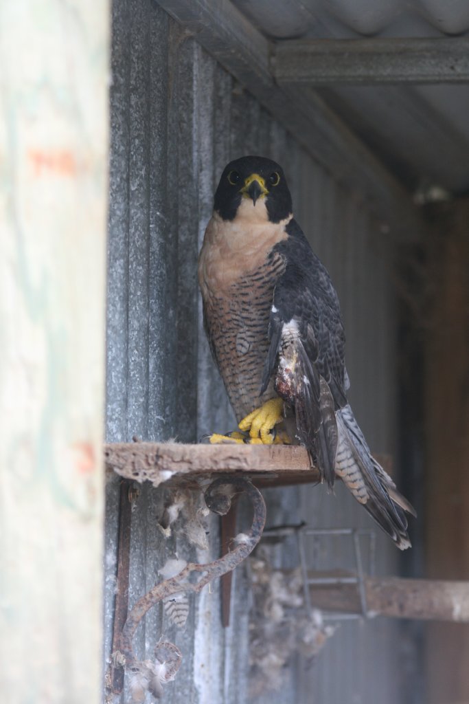 Peregrine Falcon