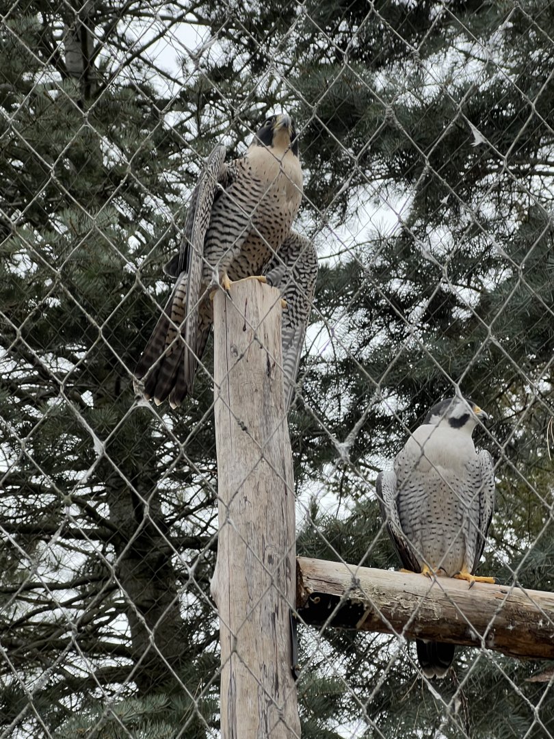 Peregrine Falcons