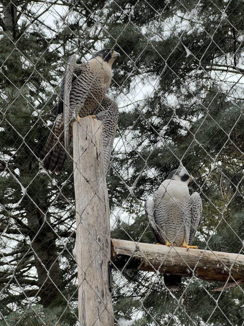 Peregrine Falcons