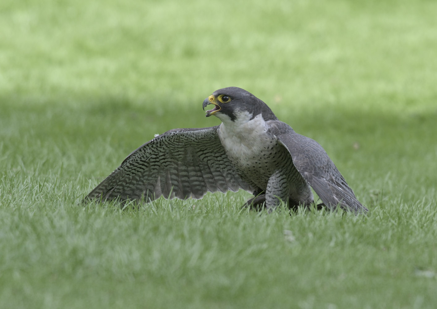 Peregrine in falconry show
