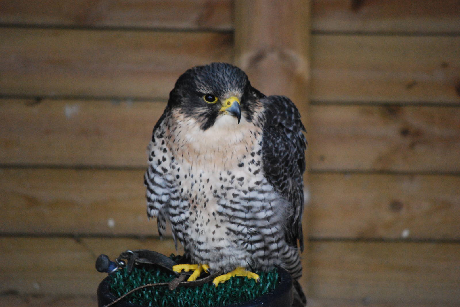Peregrine juvenile