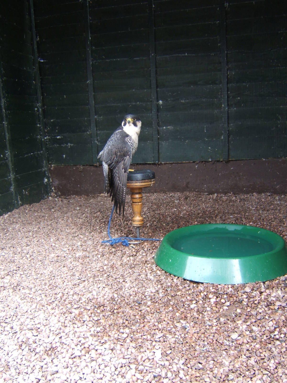Peregrine x Barbary hybrid (Grouse)