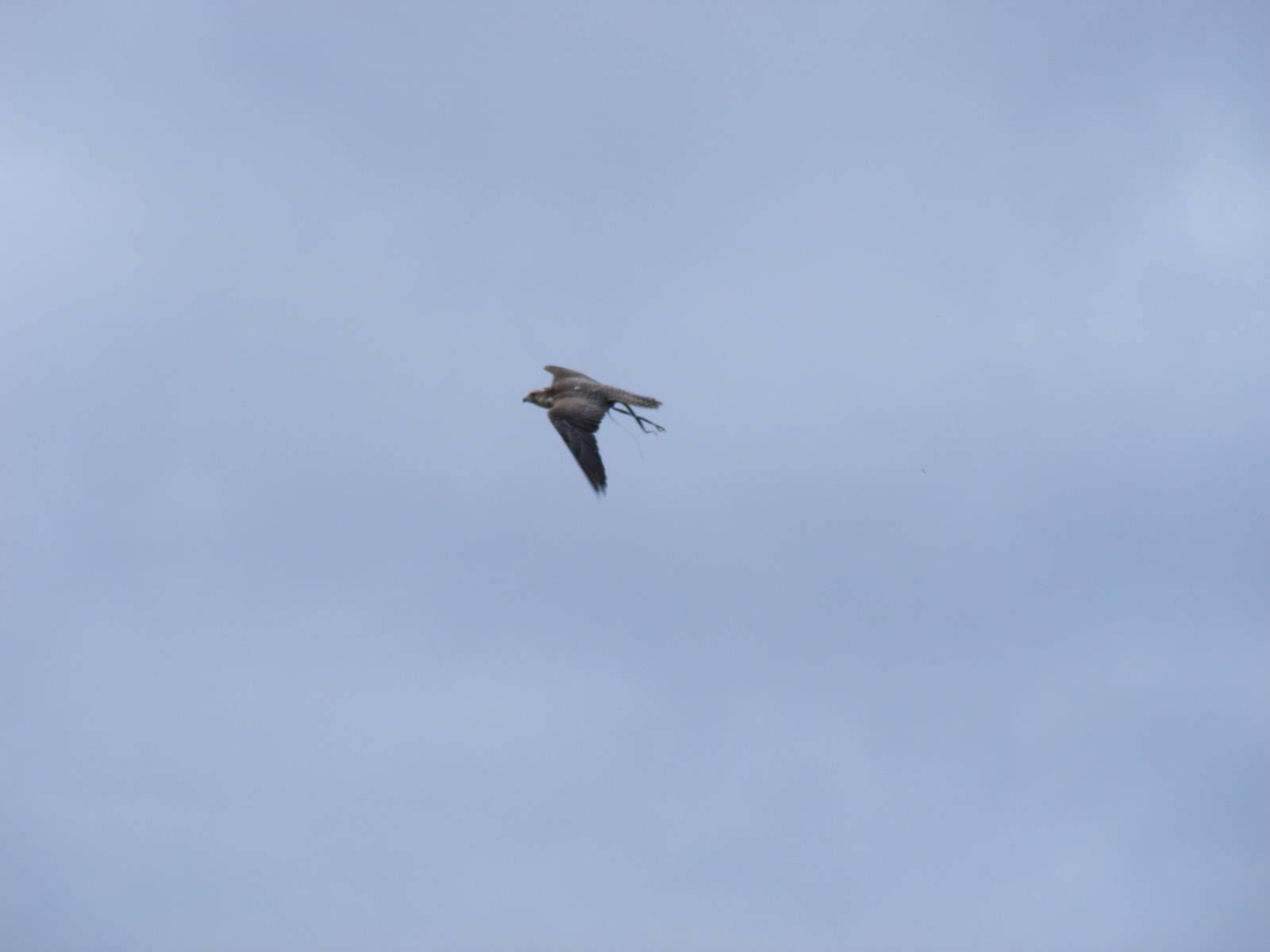 Peregrine x saker falcon at bird of prey display on 29 August 2011