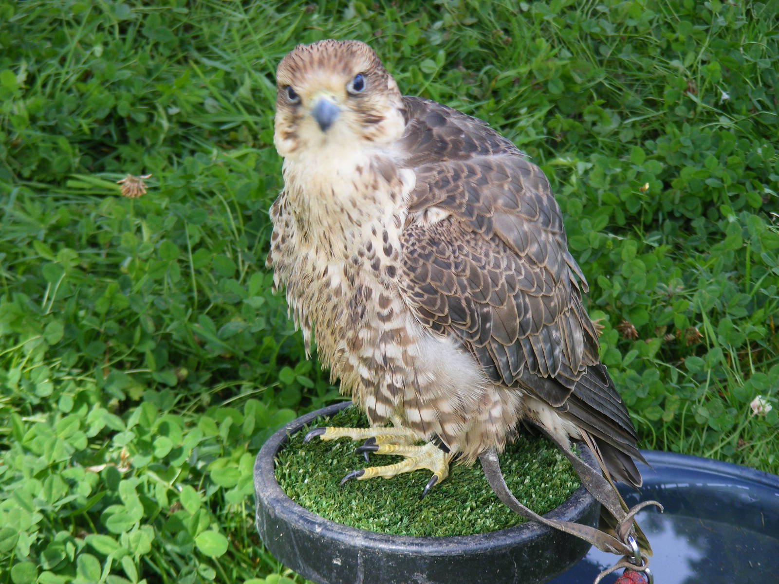 Peregrine x saker falcon at birds of prey display on 29 August 2011