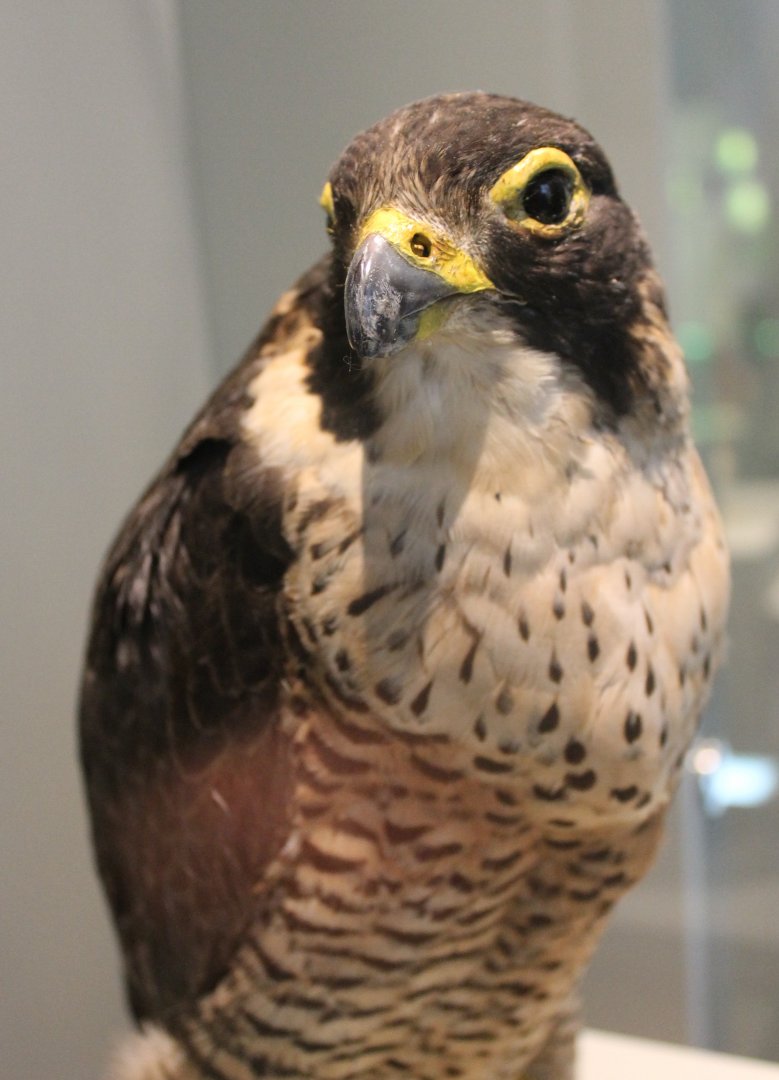 Peregrine
