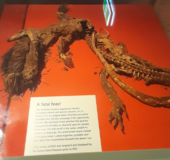 Perentie and Echidna - Queensland Museum