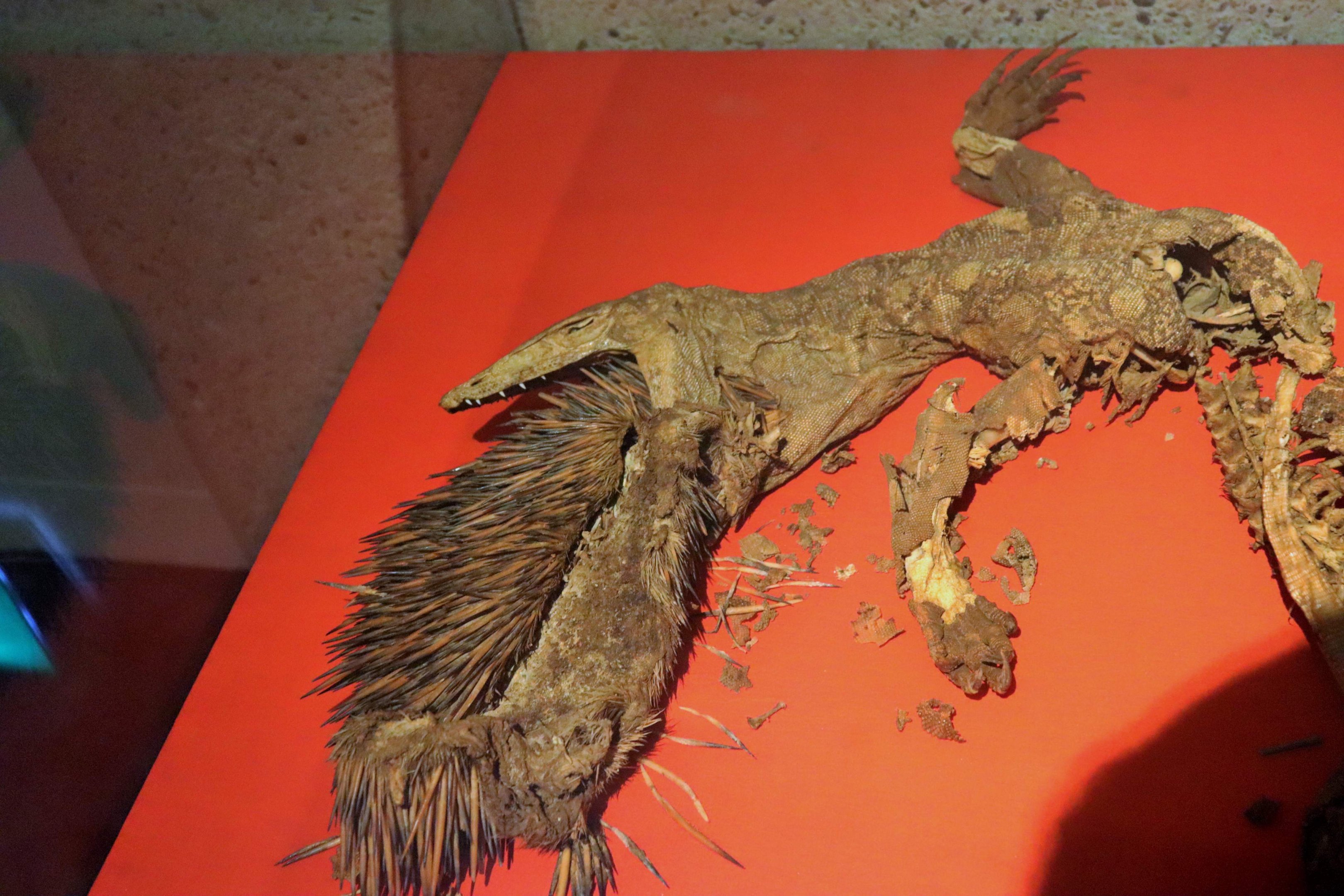 Perentie and Echidna