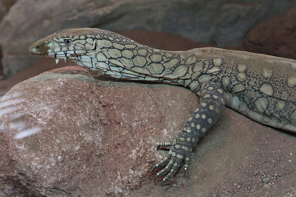 Perentie at LA Zoo 16th April 2016