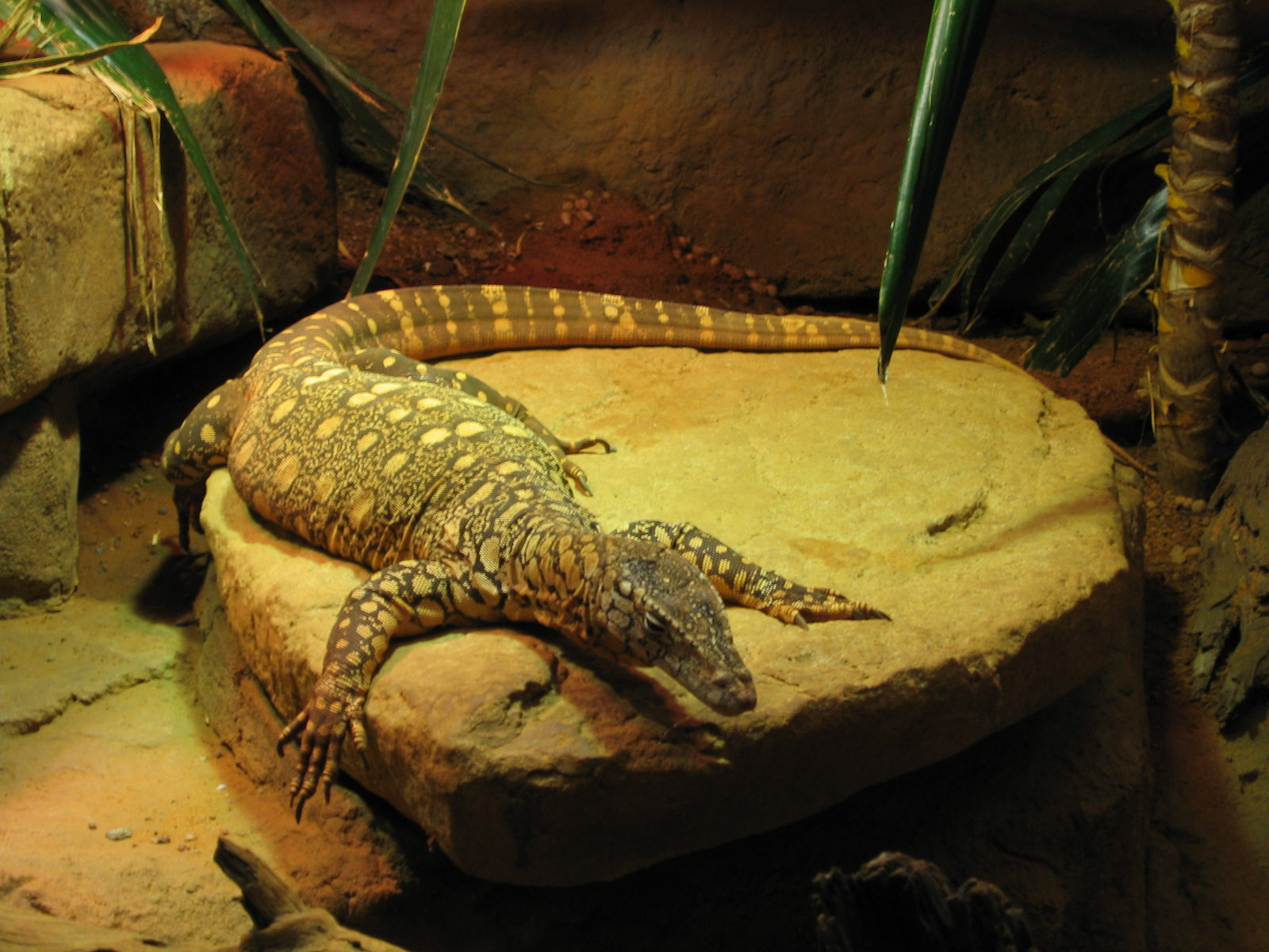 Perentie - Dec 2003