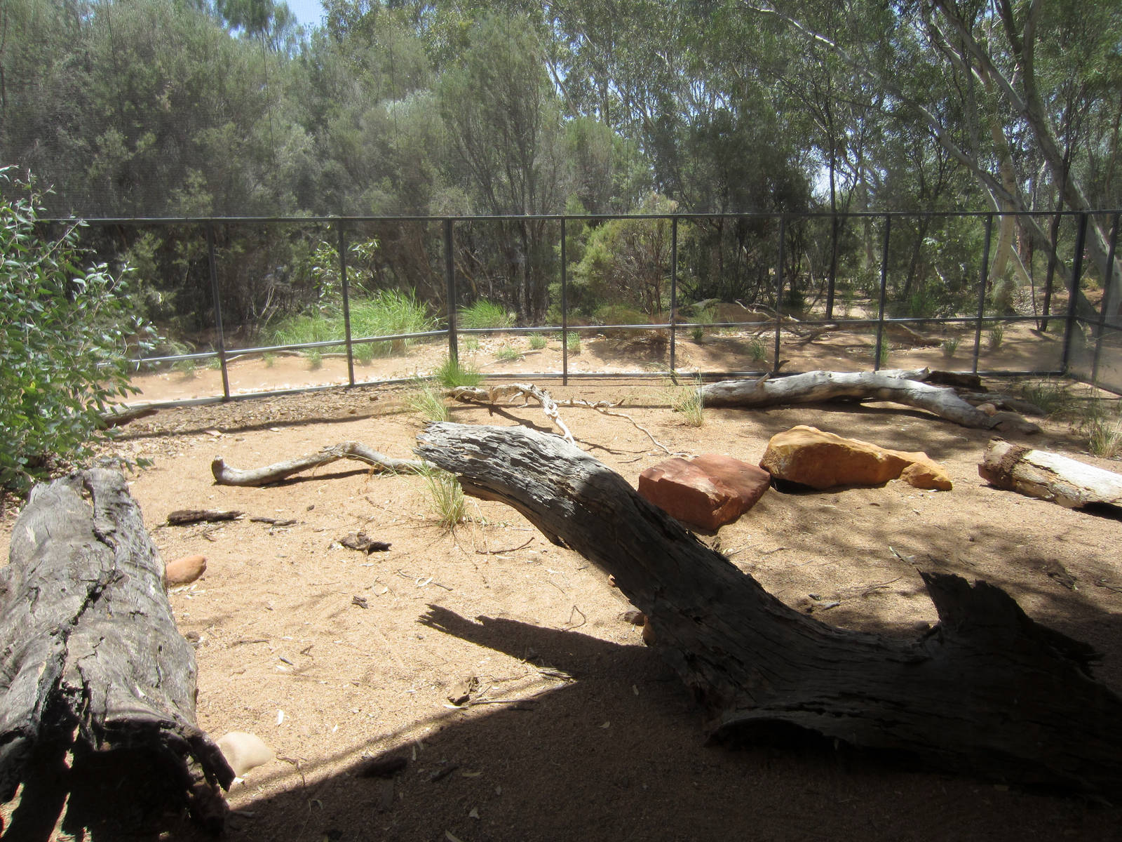 Perentie Enclosure